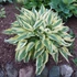 Hosta 'Lakeside Dragonfly' – Árnyékliliom