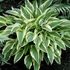 Hosta 'Lakeside Dragonfly' – Árnyékliliom