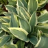 Hosta 'Lakeside Dragonfly' – Árnyékliliom