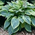 Hosta 'Alvatine Taylor' – Árnyékliliom
