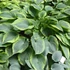 Hosta 'Alvatine Taylor' – Árnyékliliom