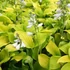 Hosta 'August Moon' – Árnyékliliom