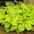 Hosta 'August Moon' – Árnyékliliom