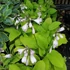 Hosta 'August Moon' – Árnyékliliom