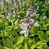 Hosta 'August Moon' – Árnyékliliom