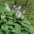 Hosta 'Elegans' - Árnyékliliom