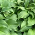 Hosta 'Elegans' - Árnyékliliom