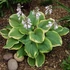 Hosta 'Fragrant Bouquet' – Árnyékliliom
