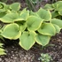 Hosta 'Fragrant Bouquet' – Árnyékliliom