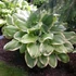 Hosta 'Fragrant Bouquet' – Árnyékliliom