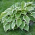 Hosta fortunei 'Francee' - Árnyékliliom
