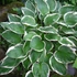 Hosta fortunei 'Francee' - Árnyékliliom