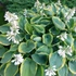 Hosta sieboldiana 'Frances Williams' - Árnyékliliom