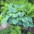 Hosta sieboldiana 'Frances Williams' - Árnyékliliom