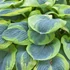 Hosta sieboldiana 'Frances Williams' - Árnyékliliom
