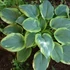Hosta sieboldiana 'Frances Williams' - Árnyékliliom