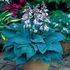 Hosta 'Halcyon' - Árnyékliliom