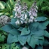 Hosta 'Halcyon' - Árnyékliliom