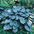 Hosta 'Halcyon' - Árnyékliliom