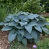 Hosta 'Halcyon' - Árnyékliliom