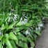 Hosta lancifolia – Lándzslevelű árnyékliliom