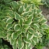 Hosta 'Queen Josephine' – Árnyékliliom