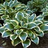 Hosta 'Queen Josephine' – Árnyékliliom