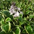 Hosta 'Queen Josephine' – Árnyékliliom