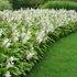 Hosta 'Royal Standard' - Árnyékliliom