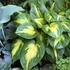 Hosta Shadowland 'Etched Glass' – Árnyékliliom
