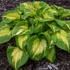 Hosta Shadowland 'Etched Glass' – Árnyékliliom
