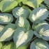 Hosta Shadowland 'Hudson Bay' – Árnyékliliom