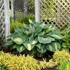 Hosta Shadowland 'Hudson Bay' – Árnyékliliom