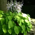 Hosta 'Sum and Substance ' – Árnyékliliom