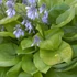 Hosta 'Sum and Substance ' – Árnyékliliom