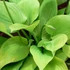 Hosta 'Sum and Substance ' – Árnyékliliom