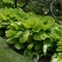 Hosta 'Sum and Substance ' – Árnyékliliom