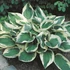 Hosta 'Wide Brim' - Árnyékliliom