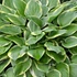Hosta 'Wide Brim' - Árnyékliliom