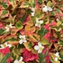 Houttuynia cordata 'Chameleon' – Kaméleonlevél