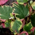 Houttuynia cordata 'Chameleon' – Kaméleonlevél