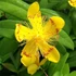 Hypericum calycinum - Örökzöld orbáncfű