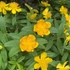 Hypericum calycinum - Örökzöld orbáncfű