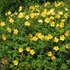 Hypericum calycinum - Örökzöld orbáncfű