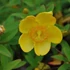 Hypericum patulum 'Hidcote Gold' (syn.: 'Hidcote') – Japán orbáncfű