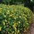 Hypericum patulum 'Hidcote Gold' (syn.: 'Hidcote') – Japán orbáncfű