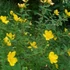 Hypericum patulum 'Hidcote Gold' (syn.: 'Hidcote') – Japán orbáncfű