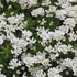 Iberis sempervirens 'Fischbeck' - Örökzöld tatárvirág