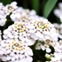Iberis sempervirens 'Fischbeck' - Örökzöld tatárvirág