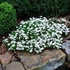 Iberis sempervirens 'Fischbeck' - Örökzöld tatárvirág